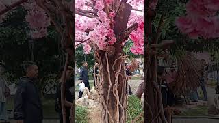 Download lagu BUNGA SAKURA DI INDONESIA #bungasakura #indonesia #wisata #kelilingdunia #jepang #china mp3