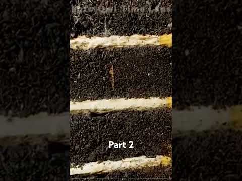 CIGARETTE IN SOIL - 1 YEAR Time #cigarette #time #tiktokvideo #soil #year