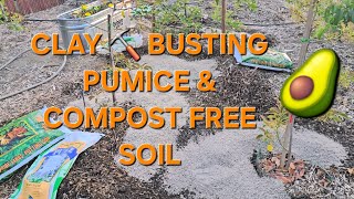 AVOCADO TREES IN CLAY AMENDING & BUSTING WITH PUMICE & PREMIUM POTTING SOIL
