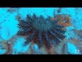 Crown of Thorns Starfish | Coral reef killers