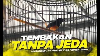 Download lagu Murai Batu Rejeki, 1st Place in the MAIN Class of the PBI Bali Bird Contest mp3