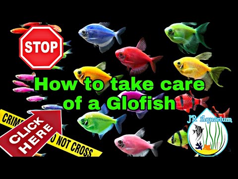 Glofish🌟 All you need to know before you buy! Care guide, tips and info. Ep1: Glo Tetra, JR Aquarium