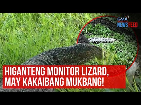 Higanteng monitor lizard, may kakaibang mukbang! GMA Integrated Newsfeed