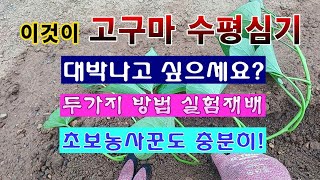 [텃밭농부 1,911]  고구마 대박나고 싶으세요?  수평심기 두가지 실험재배. #고구마재배
