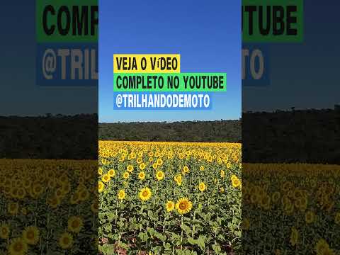 Visitamos a fazenda de Girassóis em Bela Vista de Goiás