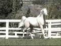All The Kings Horses The Firm
