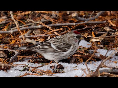 Common Redpoll
