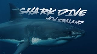 SHARK DIVE NEW ZEALAND