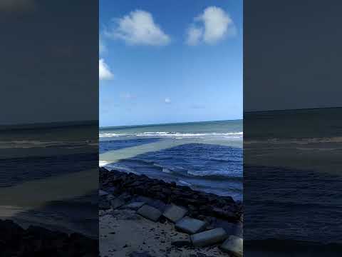 Shark Beach - Boa Viagem - Recife - Pernambuco - Brazil#beach#shark#shorts#shortvideo#shark#tubarão