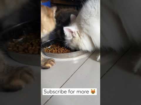 Reflex Plus dry Catfood for Persian Cat | Persian cats eating | Cute persian cats | Dry cat food