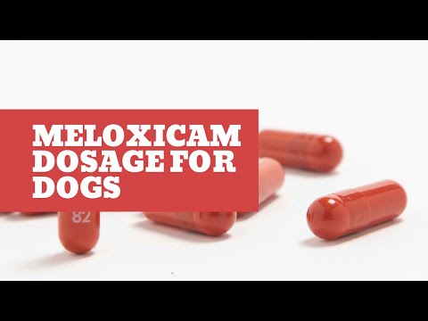 meloxicam dosage for dogs (Explained)