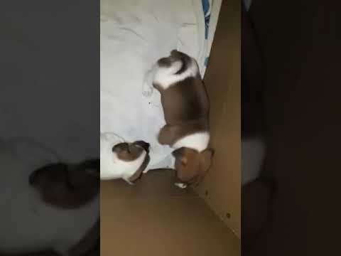 Щенки Джек-рассел-терьер