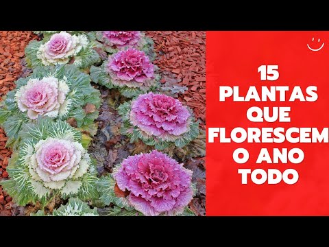 , title : '15 PLANTAS QUE FLORESCEM O ANO TODO tipos de flores e espécies de plantas para colorir o seu jardim'