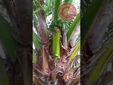 , title : '#Viralvideo #latestvideo  #washingtonia #Planting  #short  #beautifultree #palm tree #decorationtree'