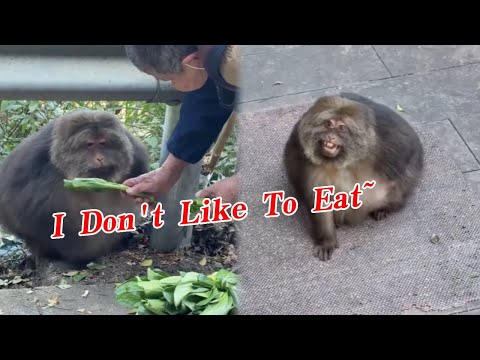 Xingxing: Don't Bring Me Anything Green Next Time, Okay? I Don't Like It!