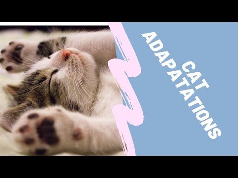 Animal Adaptations and domestic cats