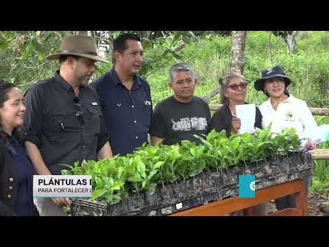 Más de 100.000 plántulas de café se entregaron a productores del cantón Puyango