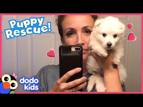 Puppy With Tiny Short Legs Gets Shoes To Help Him Walk | Rescued! | Dodo Kids