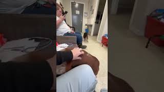 Video preview image #1 Bagle Hound Puppy For Sale in Westwood, NJ, USA