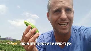 המלפפון הביודינאמי הראשון (והכי טעים) שניסיתי בחיי