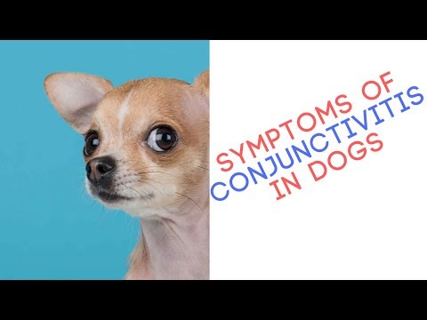 Learn Symptoms Of Conjunctivitis In Dogs