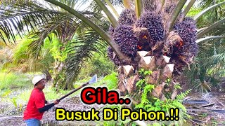 Download lagu INILAH AKIBATNYA PANEN SAWIT ROTASI 3 MINGGU.! mp3