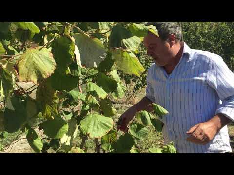 ヘーゼルナッツブッシュ、一般的なヘーゼルナッツ 植物