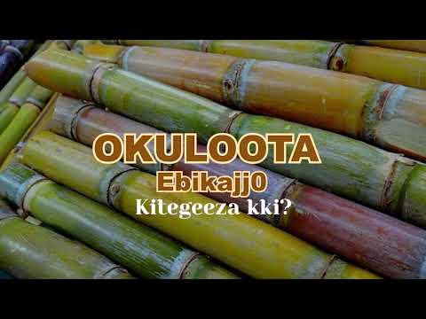 Okuloota Ebikajjo , kitegeeza kki?