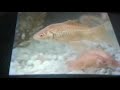 Sesame Street Goldfish Talking