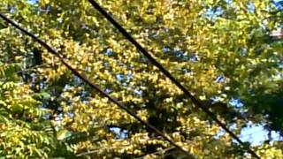 crazy flying squirrel