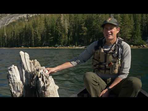 Yosemite Nature Notes 36: Mystery Trees in Tenaya Lake