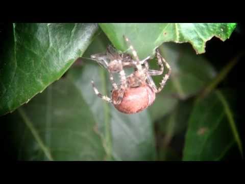 SPIDERBITE - Beats Antique