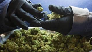 Medical marijuana gets delivered to Orlando on Friday