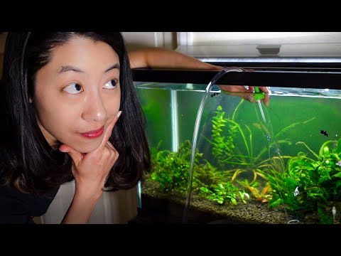 How Often Should I Clean My Fish Tank?