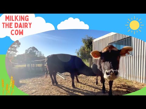 Where Does Milk Come From? | Milking Cows & Farm Adventures for Kids | Fun Farm Videos