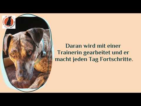 Jax (Ex-Zeus), Bardino-Podencomix