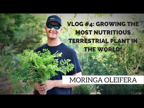 MORINGA: Growing THE MOST NUTRITIOUS Terrestrial Plant in the World!