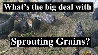 How to SPROUT CORN for chickens - why should you do it?