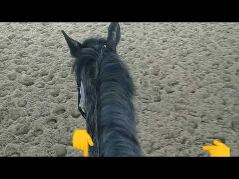 How do I steer a horse?