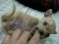 Tiny the applehead Chihuahua 