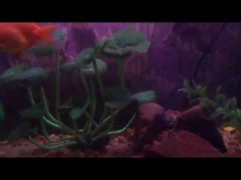 mis peces goldfish, banderita, escalar, ciclidos, coridora y espada