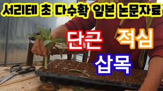 서리태콩 초 다수확 단근