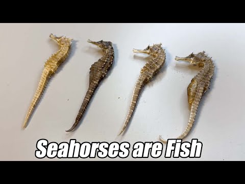 Seahorses are Truly Fish, Not Shrimp
