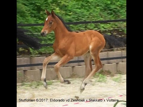 Springfohlen 2017. Eldorado vd Zeshoek x Stakkato. Sold!