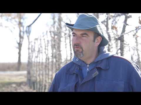 Pravilna rezidba jabuka - U nasem ataru 779