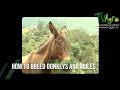 How To Breed DONKEYS And MULES