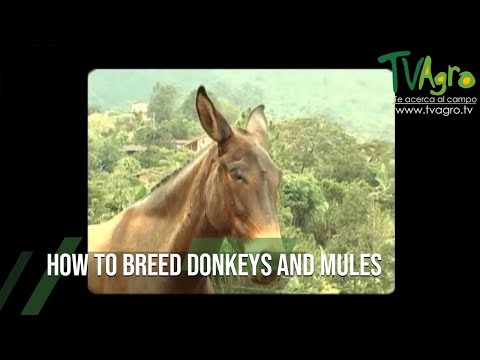 Mulica (mul) (Equus mulus) — video o chove a starostlivosti
