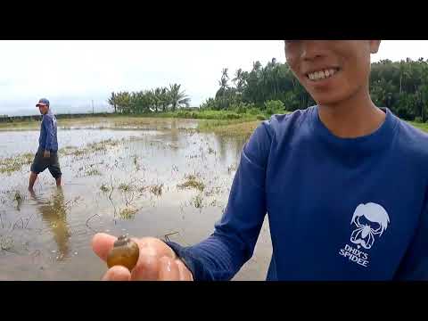 Ep189.part1-Farm Snails forage and cook-GINATAANG KUHOL