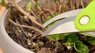 How to Prune Hydrangeas for Winter: Turn Waste Cuttings Into New Bushes!