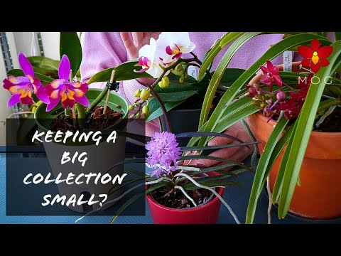 How I keep a BIG Orchid collection in a small space? - No need to give any plant away! 😜